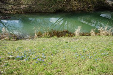 Nisan 'da Scilla Siberica vahşi doğada. Marzahn-Hellersdorf, Berlin, Almanya 