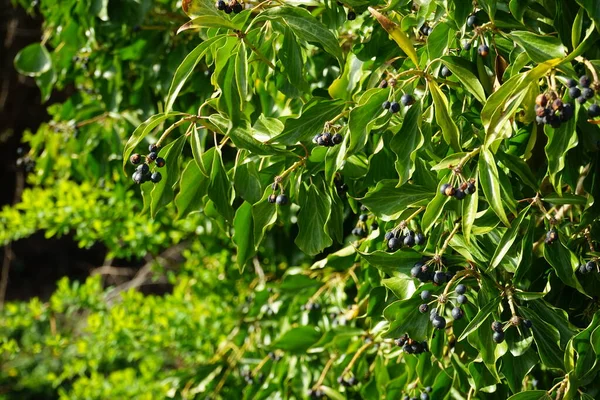 Hedera Helix Common Ivy English Ivy European Ivy Just Ivy — Stock Photo, Image