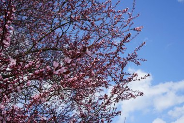 Nisanda çiçek açan ağaç. Marzahn-Hellersdorf, Berlin, Almanya 