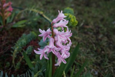 Nisanda bahçede pembe sümbül. Berlin, Almanya 