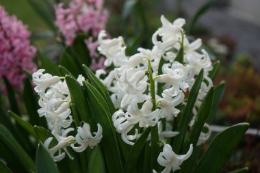 Nisan ayında bahçede çok renkli sümbüller vardı. Berlin, Almanya