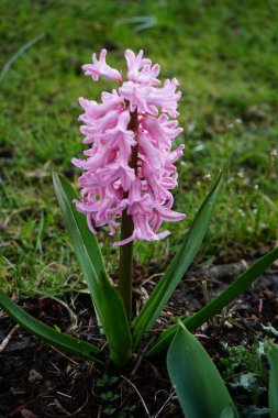 Nisanda bahçede pembe sümbül. Berlin, Almanya 