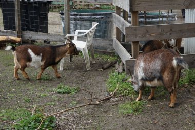 Çiftlikteki keçiler, doğa ve macera için bir oyun alanında. Berlin, Almanya 