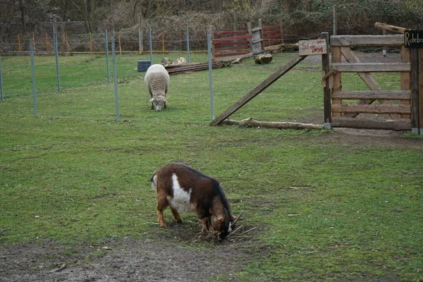 Chèvre Mouton Dans Basse Cour Dans Une Aire Jeux Nature — Photo