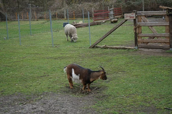 Chèvre Mouton Dans Basse Cour Dans Une Aire Jeux Nature — Photo