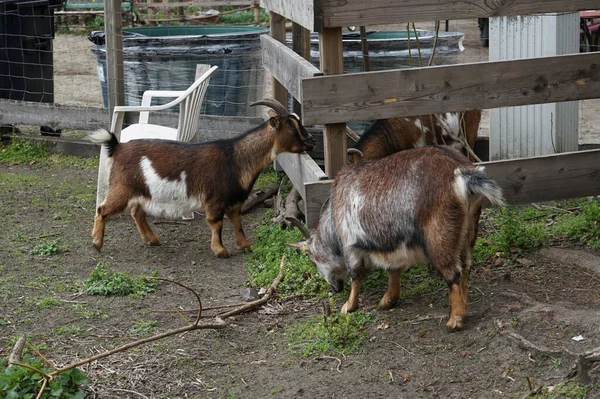 Cabras Celeiro Playground Para Natureza Aventura Berlim Alemanha — Fotografia de Stock