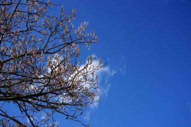 Baharda çiçek açan Amelanchier lamarckii ağacı. Berlin, Almanya 