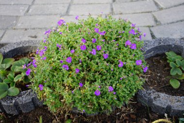 Nisan ayında bahçede Aubretia deltoidea moru. Berlin, Almanya 