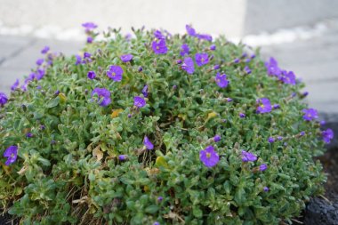 Nisan ayında bahçede Aubretia deltoidea moru. Berlin, Almanya 
