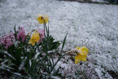 Nisanda kar altında nergis ve sümbül. Berlin, Almanya 