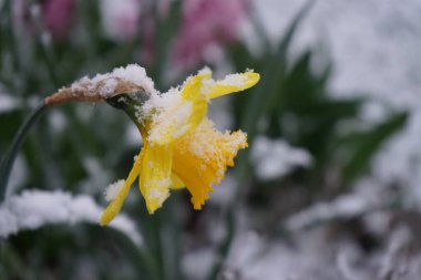 Nisan ayında karın altında nergis çiçeği 
