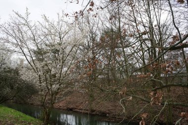 Wuhle Nehri 'nin yanında çiçek açan bahar bitkileri. Berlin, Almanya 