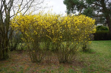 Nisanda çiçek açan güzel bir çelenk. Berlin, Almanya 