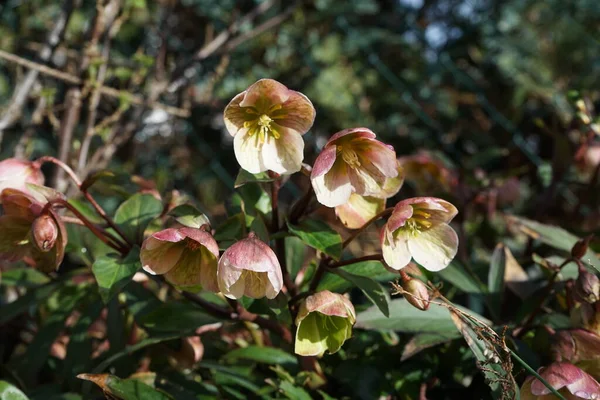 Červený Helleborus Niger Vánoční Růže Únoru Zahradě Berlín Německo — Stock fotografie