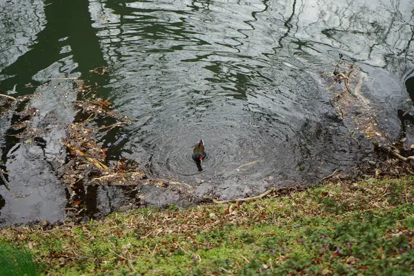 Common Moorhen Gallinula Chloropus Also Known Waterhen Swamp Chicken Bird — Stock Photo, Image