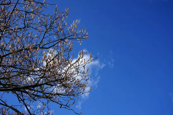Kwitnące Drzewo Amelanchier Lamarckii Wiosną Berlin Niemcy — Zdjęcie stockowe