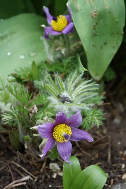 Pulsatilla vulgaris, Ranunculaceae familyasından çiçekli bir bitki türüdür. Berlin, Almanya 