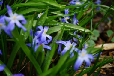 Nisanda bahçede Chinodoxa luciliae. Berlin, Almanya