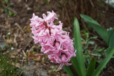 Nisanda bahçede pembe sümbül. Berlin, Almanya 