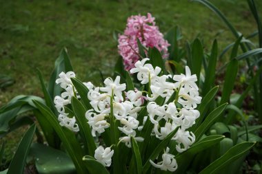 Nisan ayında bahçede çok renkli sümbüller vardı. Berlin, Almanya 