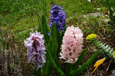 Nisan ayında bahçede çok renkli sümbüller vardı. Berlin, Almanya 