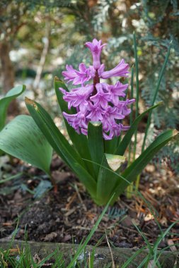 Nisanda bahçede pembe sümbül. Berlin, Almanya 