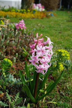 Nisanda bahçede pembe sümbül. Berlin, Almanya 