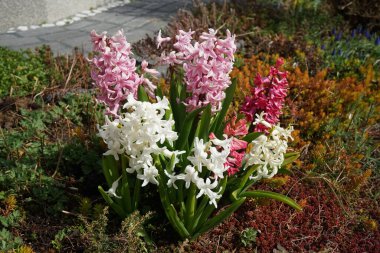 Nisan ayında bahçede çok renkli sümbüller vardı. Berlin, Almanya 