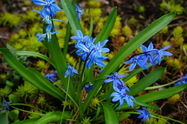 Scilla Siberica Nel Giardino Nel Mese Aprile Berlino Germania — Foto Stock