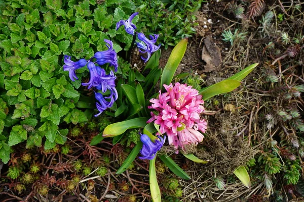 Bunte Hyazinthen April Garten Berlin Deutschland — Stockfoto