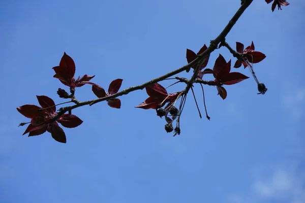 Malus Royalty April Garten Berlin Deutschland — Stockfoto