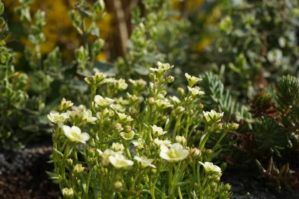 Saxifraga Arendsii Pixie White Dans Jardin Avril Berlin Allemagne — Photo