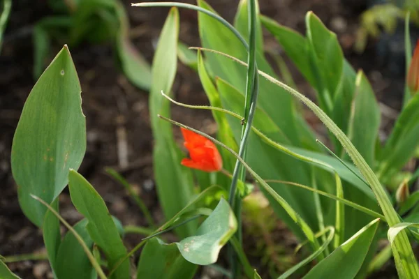 Ameise Stiel Einer Blume Garten Vor Dem Hintergrund Einer Roten — Stockfoto