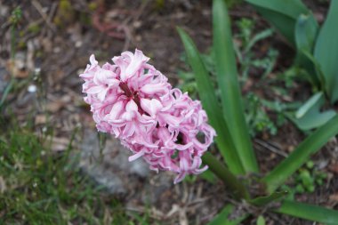 Nisanda bahçede pembe sümbül. Berlin, Almanya 
