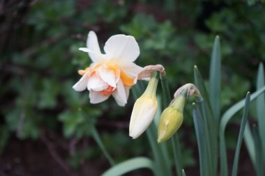 Nisanda bahçede çifte nergis 