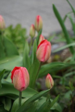 Nisan ayında bahçede kırmızı lalelerin çiçek açması. Berlin, Almanya  