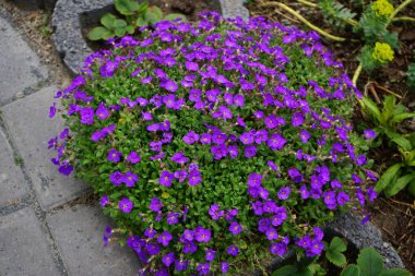 Nisan ayında bahçede Aubretia deltoidea moru. Berlin, Almanya 