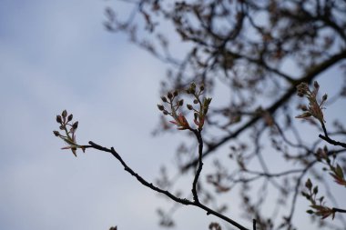 Baharda çiçek açan Amelanchier lamarckii ağacı. Berlin, Almanya 