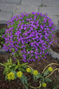 Nisan ayında bahçede Aubretia deltoidea moru. Berlin, Almanya 