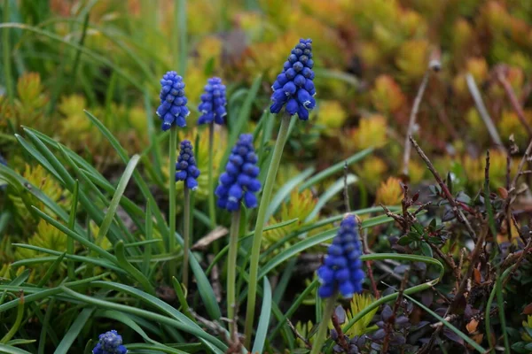 Muscari Armeniacum Zahradě Dubnu Berlín Německo — Stock fotografie