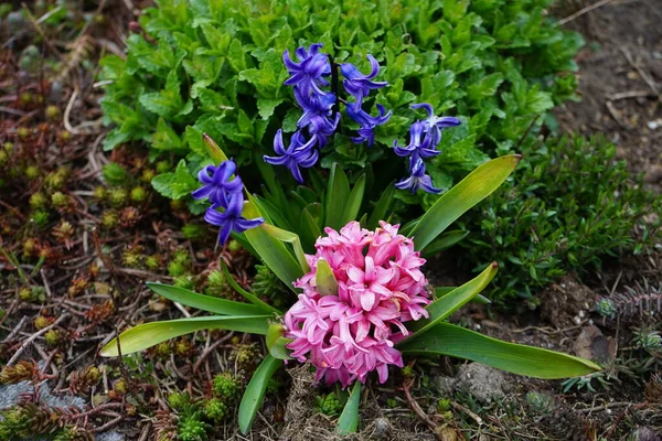 Multi-colored hyacinths in the garden in April. Berlin, Germany