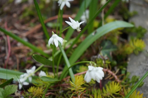 Scilla Siberica Alba Ogrodzie Wiosnę Berlin Niemcy — Zdjęcie stockowe