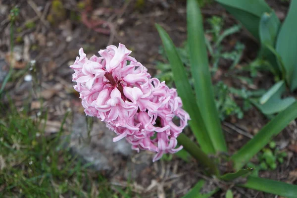 Pink Hyacinth Garden April Berlin Germany — Stock Photo, Image