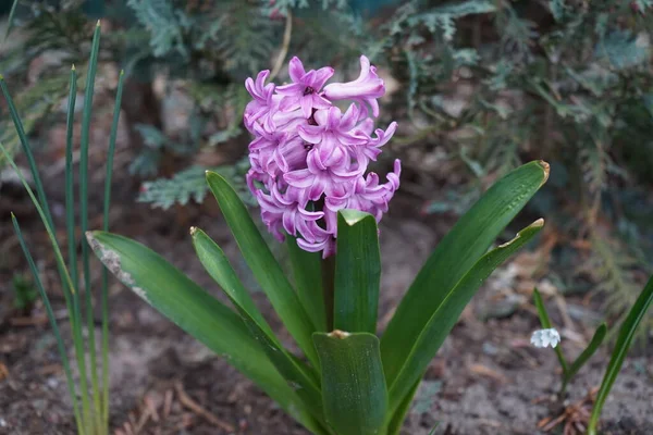 Nisanda bahçede pembe sümbül. Berlin, Almanya 