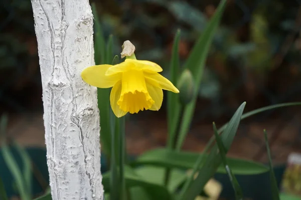 Nergis Narcissus Hollanda Ustası Nisan Ayında Bahçede Berlin Almanya — Stok fotoğraf