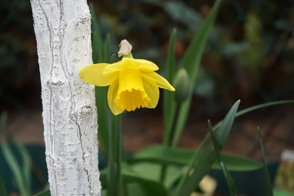 Narciso Narciso Maestro Olandese Nel Giardino Aprile Berlino Germania — Foto Stock