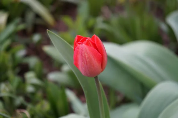 Αρχή Της Ανθοφορίας Των Κόκκινων Τουλίπας Στον Κήπο Τον Απρίλιο — Φωτογραφία Αρχείου