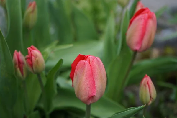 Начало Цветения Красных Тюльпанов Саду Апреле Берлин Германия — стоковое фото