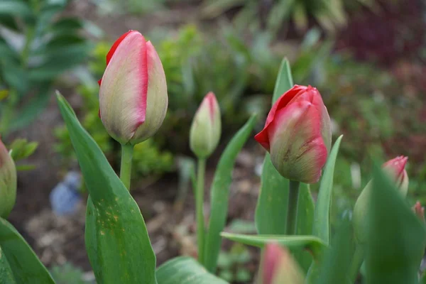 Der Beginn Der Blüte Der Roten Tulpen Garten April Berlin — Stockfoto