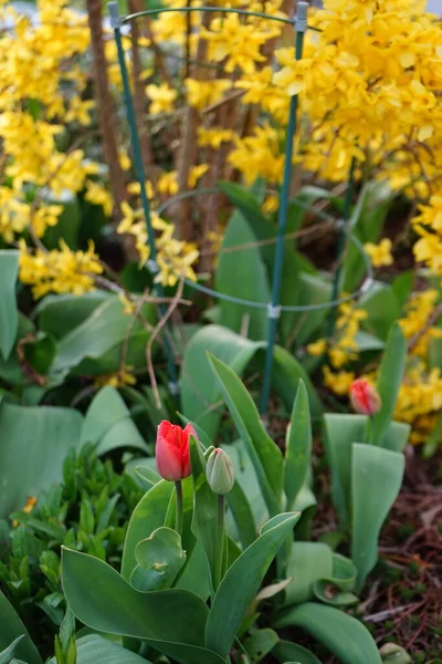 Comienzo Floración Los Tulipanes Rojos Jardín Abril Berlín Alemania —  Fotos de Stock